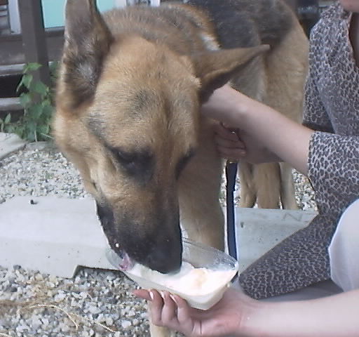IceCream06.JPG (48159 bytes)